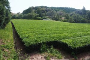 農地　千々賀　整備済南向き畑