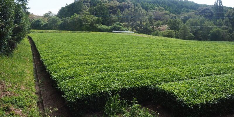 農地　千々賀　整備済南向き畑