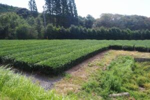 農地　千々賀　整備済南向き畑