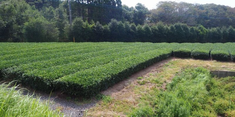 農地　千々賀　整備済南向き畑