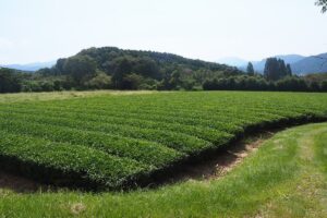 農地　千々賀　整備済南向き畑