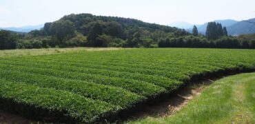 農地　千々賀　整備済南向き畑