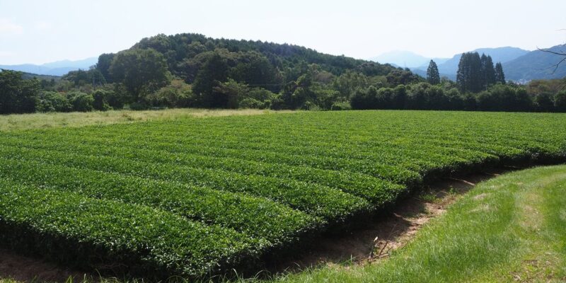 農地　千々賀　整備済南向き畑